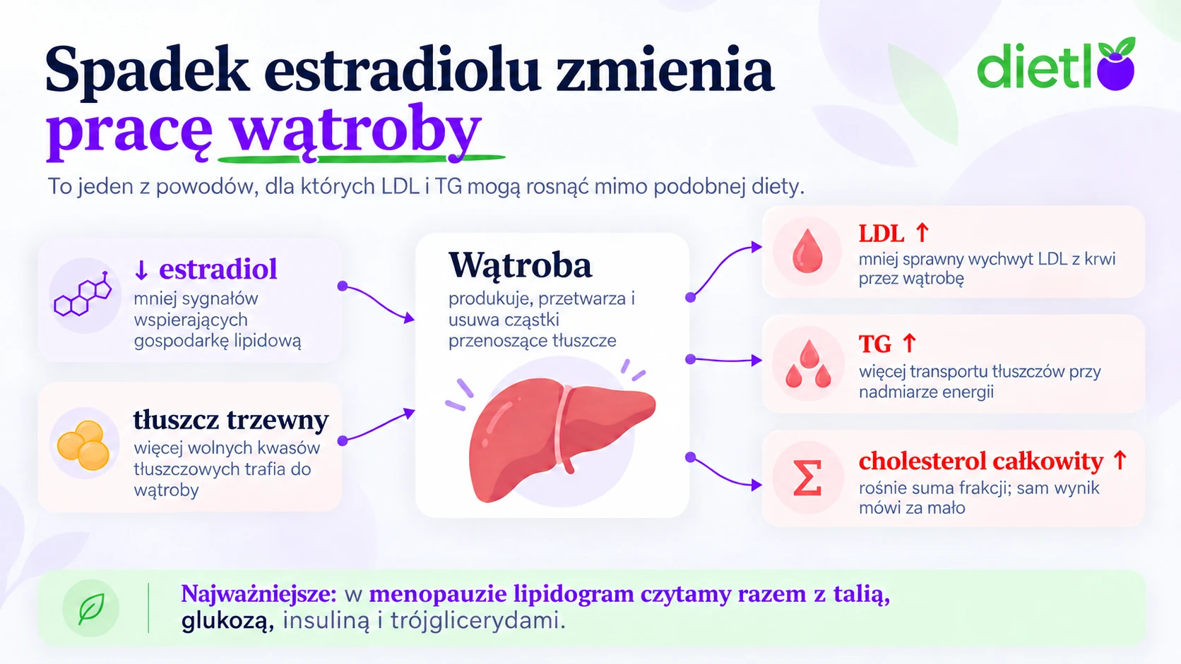 Infografika Dietlo - spadek estradiolu zmienia pracę wątroby: mniej estradiolu i więcej tłuszczu trzewnego, z którego do wątroby trafia więcej wolnych kwasów tłuszczowych, sprawia, że wątroba słabiej wychwytuje LDL z krwi i wysyła więcej tłuszczów; efekt to wyższe LDL, wyższe trójglicerydy i wyższy cholesterol całkowity